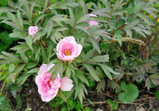 2020-04-23 Paeonia suffruticosa 'Tamafuyo'1