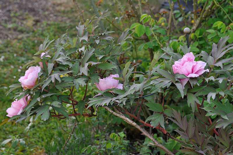 2020-04-23 Paeonia suffruticosa 'Tamafuyo'2