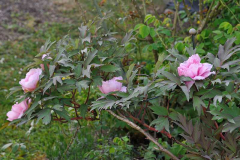 2020-04-23 Paeonia suffruticosa 'Tamafuyo'2