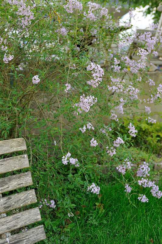 2020-04-23 Syringa persica 'Laciniata'