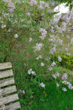 2020-04-23 Syringa persica 'Laciniata'