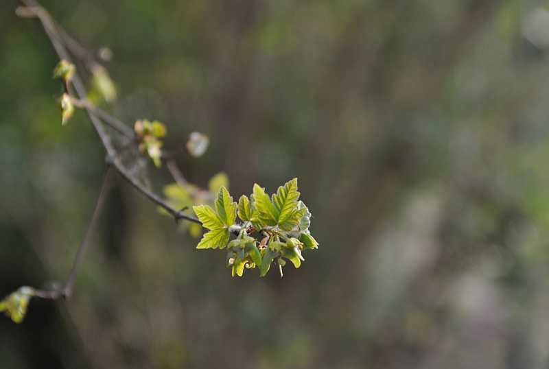 2020-04-24 Acer griseum