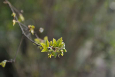 2020-04-24 Acer griseum