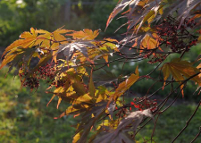 2020-04-24 Acer palmatum 'Masukagami'