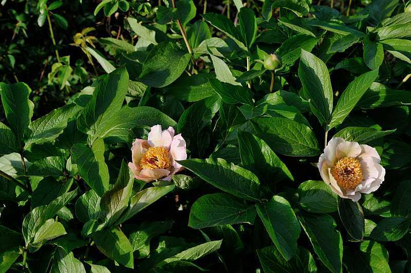 2020-04-24 Paeonia 'Avantgarde'