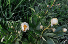 2020-04-24 Paeonia 'Clair de lune'