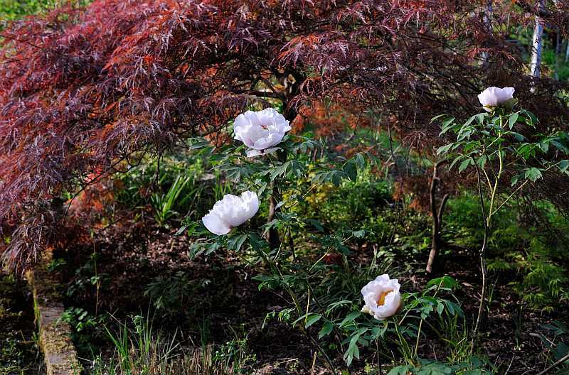 2020-04-24 Paeonia rockii UK-Form4