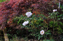 2020-04-24 Paeonia rockii UK-Form4