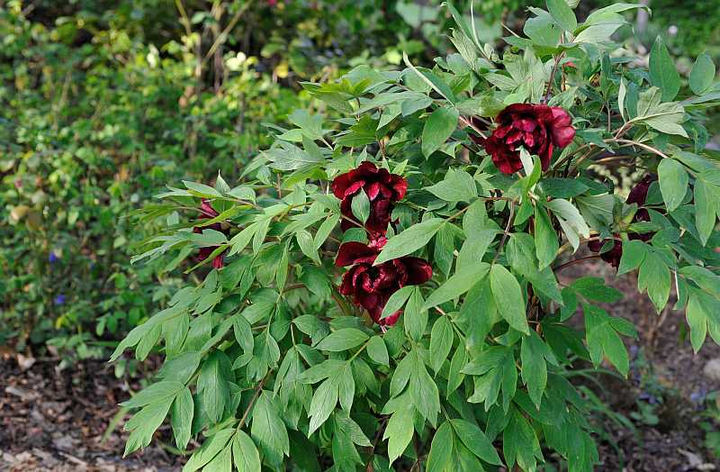 2020-04-24 Paeonia 'Sang Lorrain'