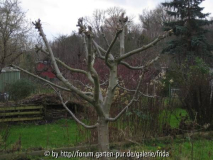 ArmerApfelbaum.jpg