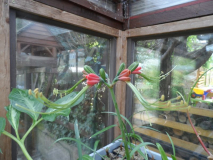 Eucrosia eucrosioides