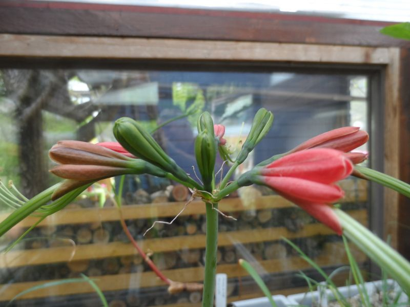 Eucrosia eucrosioides