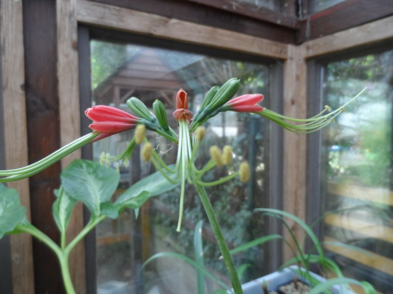 Eucrosia eucrosioides