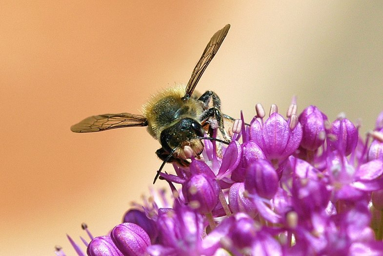 Allium