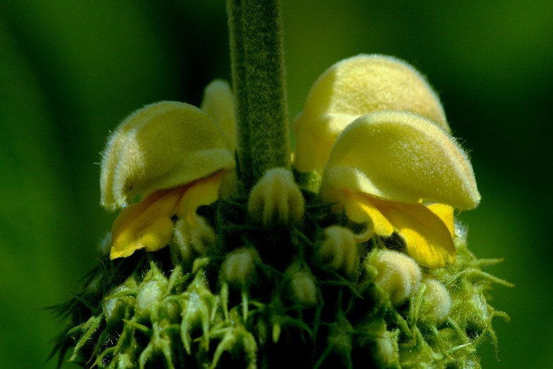 Phlomis 5