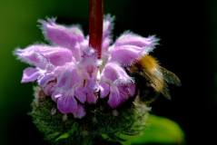 Phlomis 4