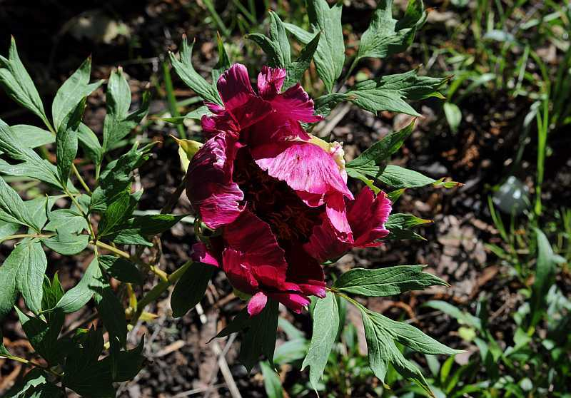 Paeonia suffruticosa 'Shimanishiki'1