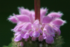 Phlomis 3