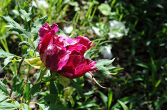 Paeonia suffruticosa 'Shimanishiki'3