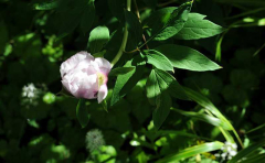 Paeonia rockii Sämling