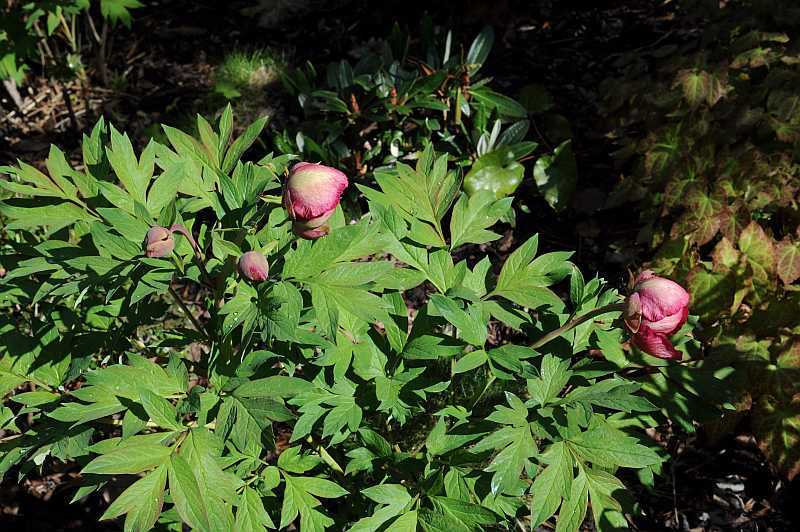 Paeonia lutea 'Gauguin'