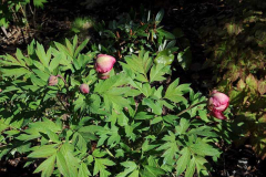Paeonia lutea 'Gauguin'