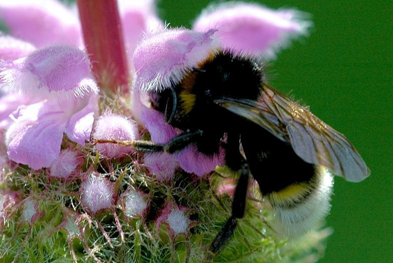 Phlomis 2