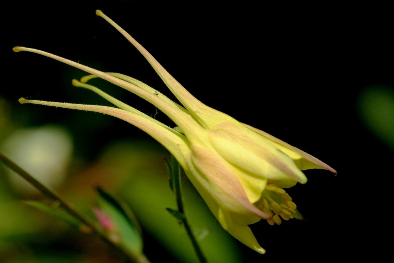 Aquilegia