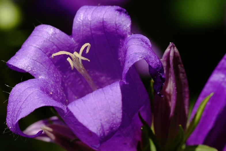 Campanula 2