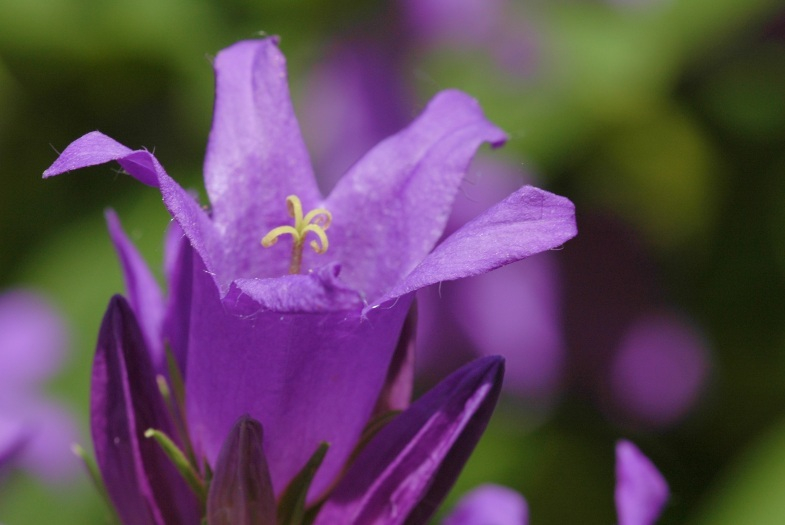Campanula 1