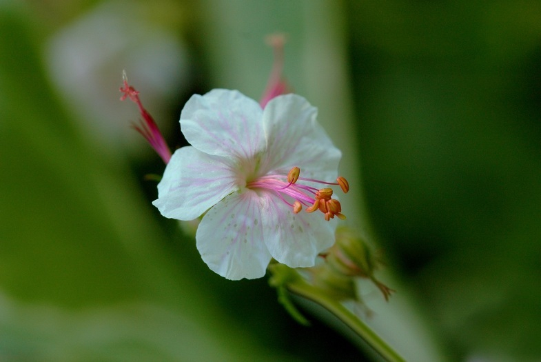Geranium 2