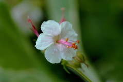Geranium 2
