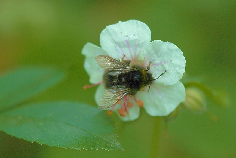 Geranium 1