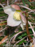 Helleborus niger