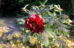 Paeonia lutea 'Black Pirate'