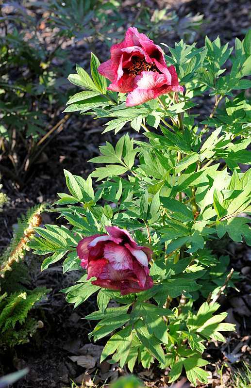 Paeonia lutea 'Gauguin'1