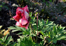 Paeonia lutea 'Gauguin'2