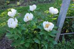 Paeonia früh weiß