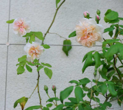 Rose 'Desprez à fleurs jaunes'