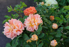 Rose 'Soleil d'or'