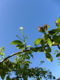 Nachblüte Birnen