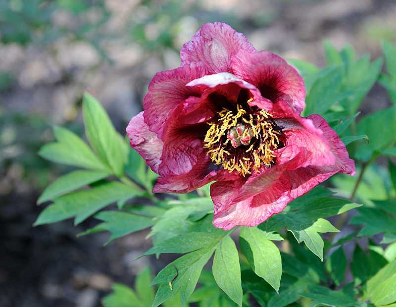 Paeonia lutea 'Gauguin'