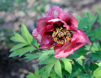 Paeonia lutea 'Gauguin'