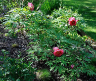 Paeonia lutea 'Hesperus' Habitus