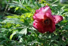 Paeonia lutea 'Hesperus'2