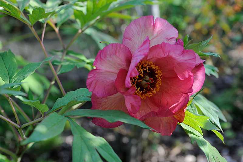 Paeonia lutea 'Hesperus'3