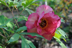 Paeonia lutea 'Hesperus'3