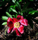 Paeonia lactiflora 'Madame Antoine Rivière'