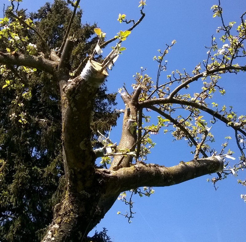Apfel Veredelung