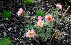 Paeonia lutea 'Coronal Habitus
